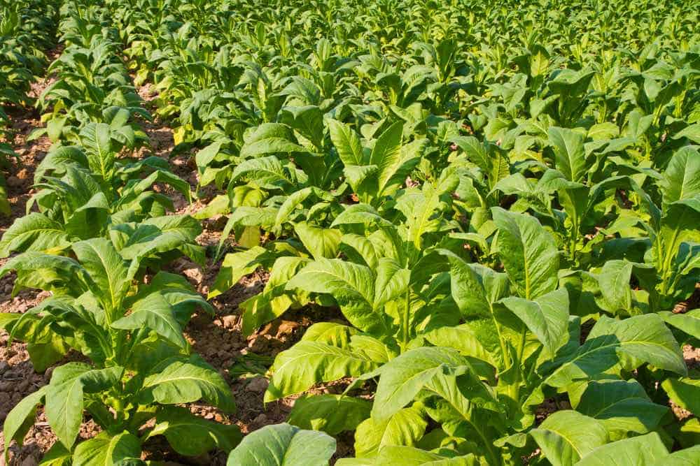 tobacco plants Depositphotos_31981435_S - Triangle on the Cheap