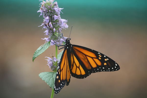 monarch butterfly north carolina
