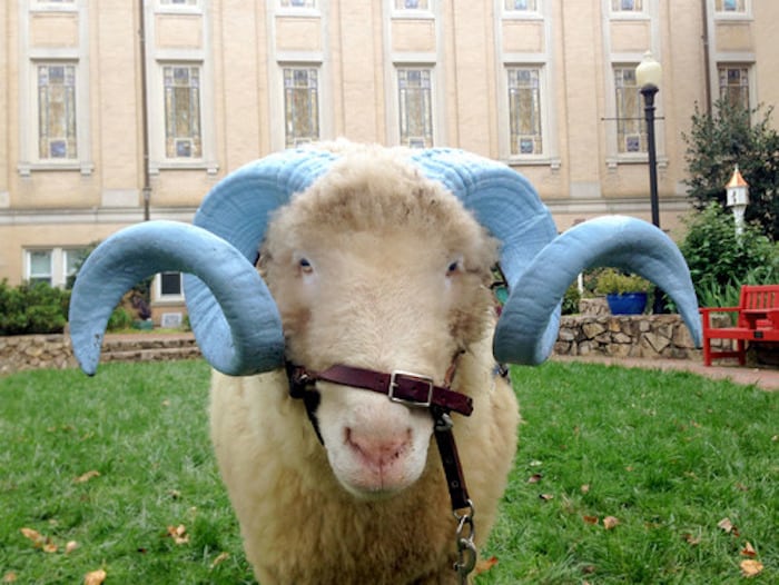 Rameses UNC Tar Heels mascot