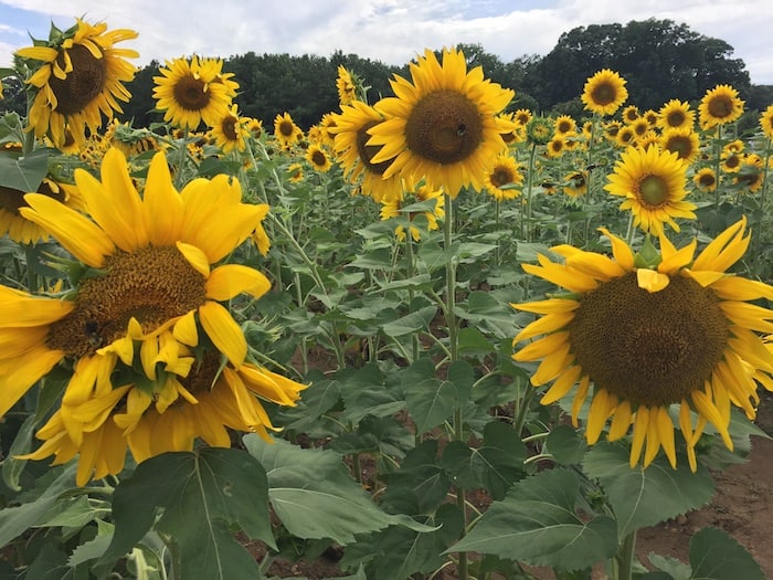 Sunflowers in Dix Park in Raleigh