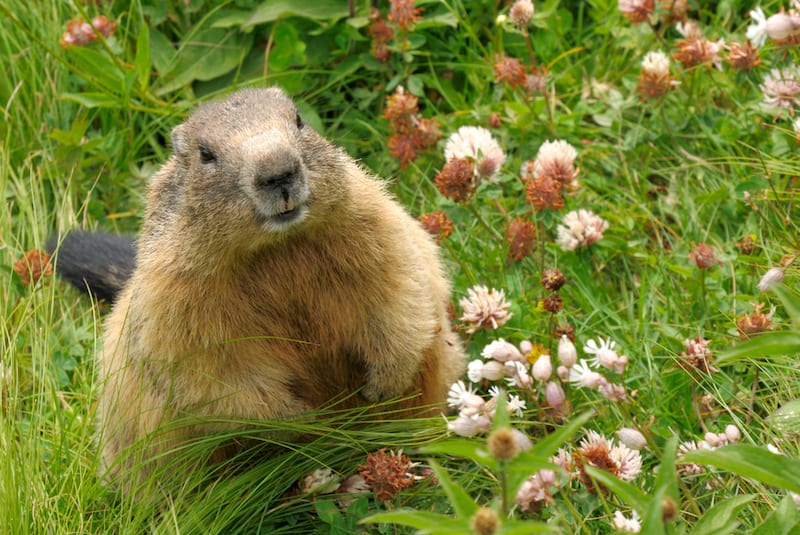 groundhog in a field with flowers