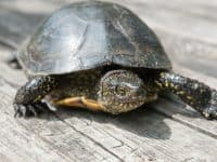 Big Turtle On Old Wooden Desk As Background