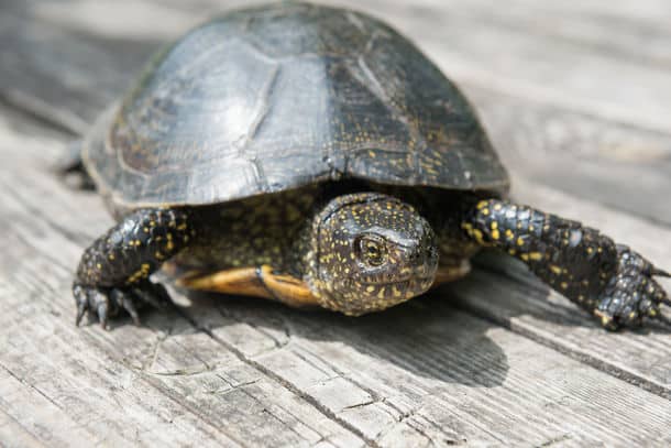 Big Turtle On Old Wooden Desk As Background