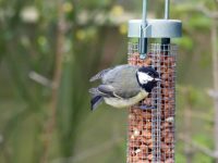 bird at feeder