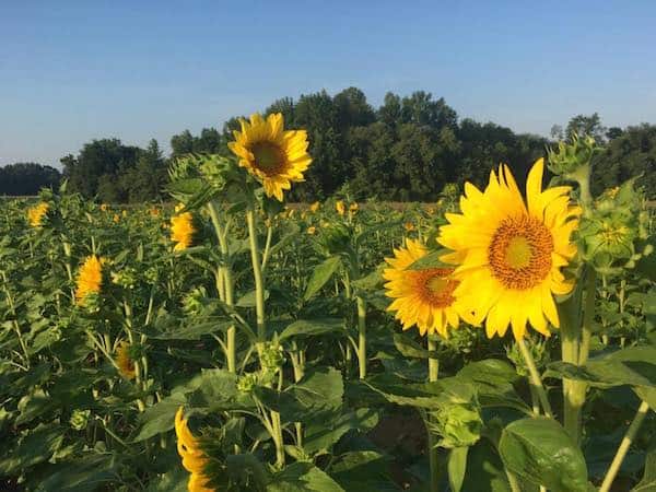 sunflower field dix park raleigh