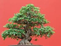 Beautiful Ficus Tree Bonsai Over Red Background