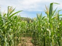 Green Corn Field