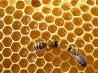 Close Up View Of The Working Bees On Honeycells