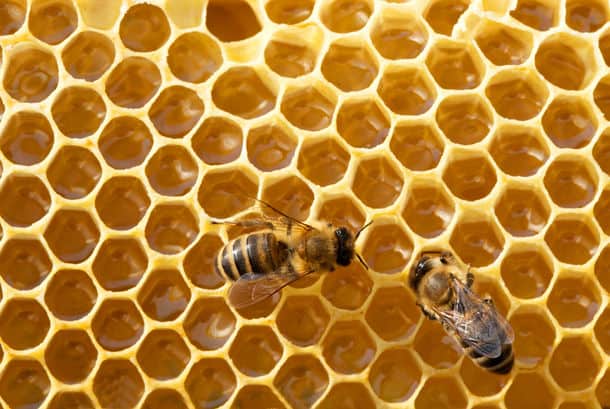 Close Up View Of The Working Bees On Honeycells