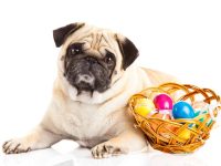 dog with easter basket