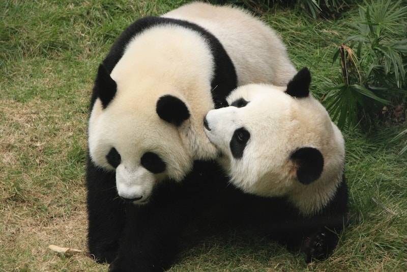 giant pandas animal webcams