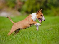 dog playing in the grass