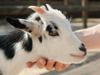 Person petting small black and white goat