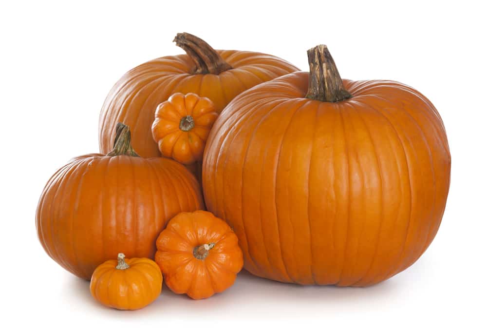 several pumpkins of different sizes