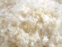 raw wool