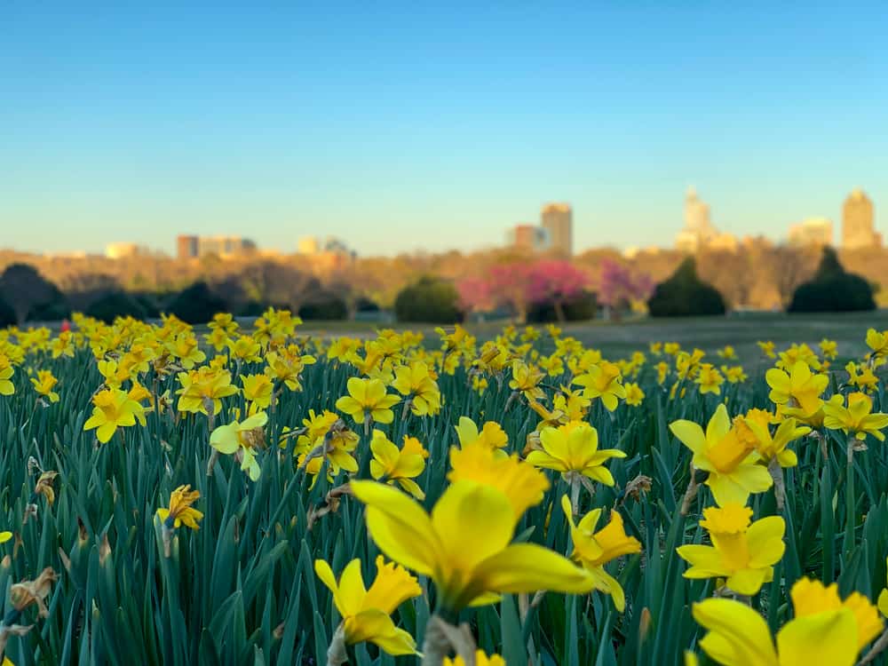 field of daffodils in Dix Park in Raleigh