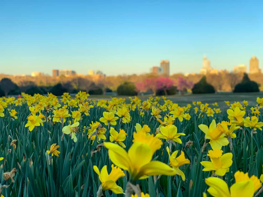 Summer Programs at Dix Park: yoga, kids’ activities, walking tours, art