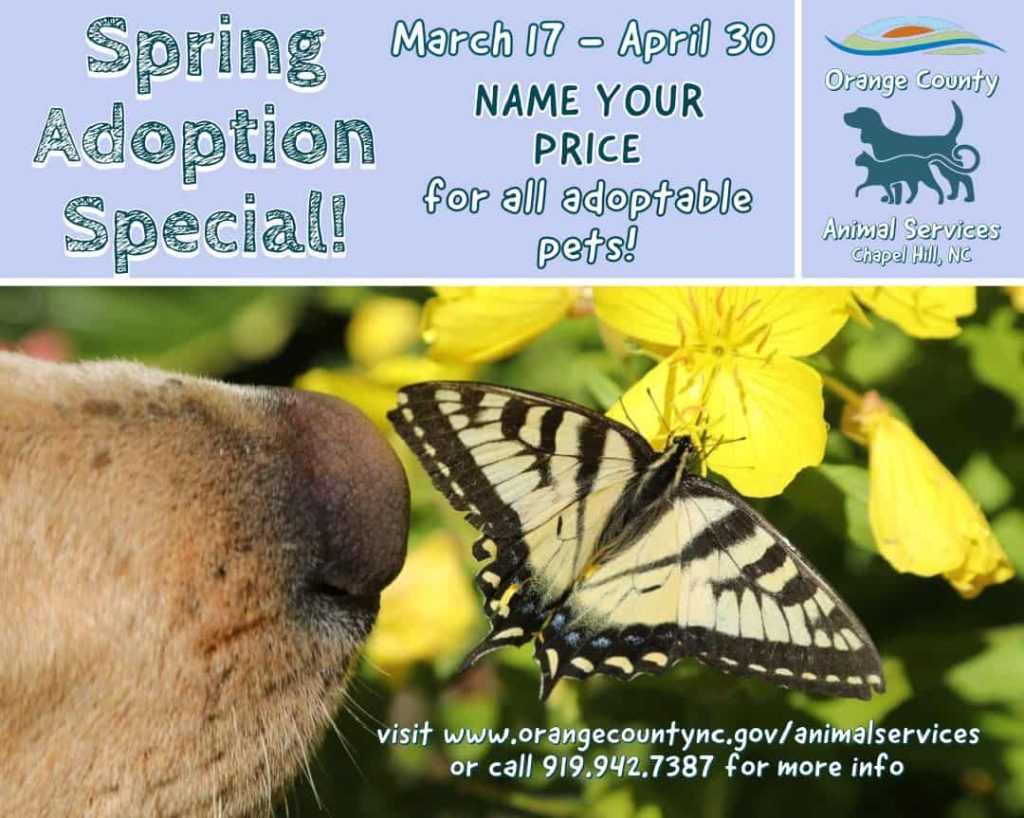 flyer for animal adoption special