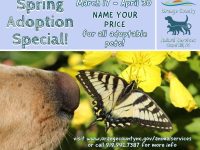 flyer for animal adoption special