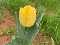 closeup of yellow tulip