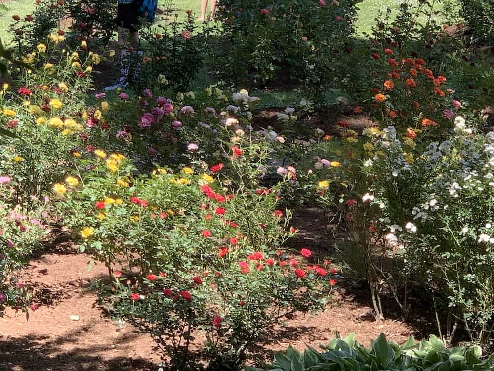 Various rose buses at Raleigh Rose Garden