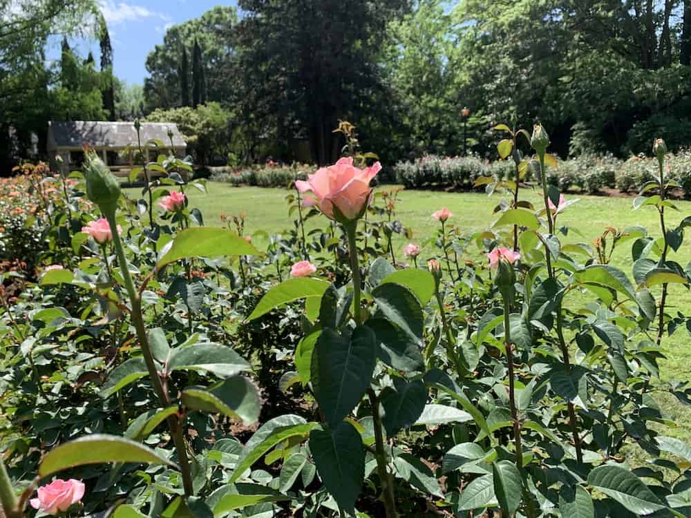 roses at Raleigh Rose Garden