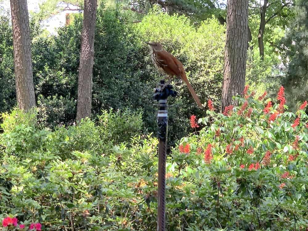 bird on sprinkler at WRAL Azalea Gardens