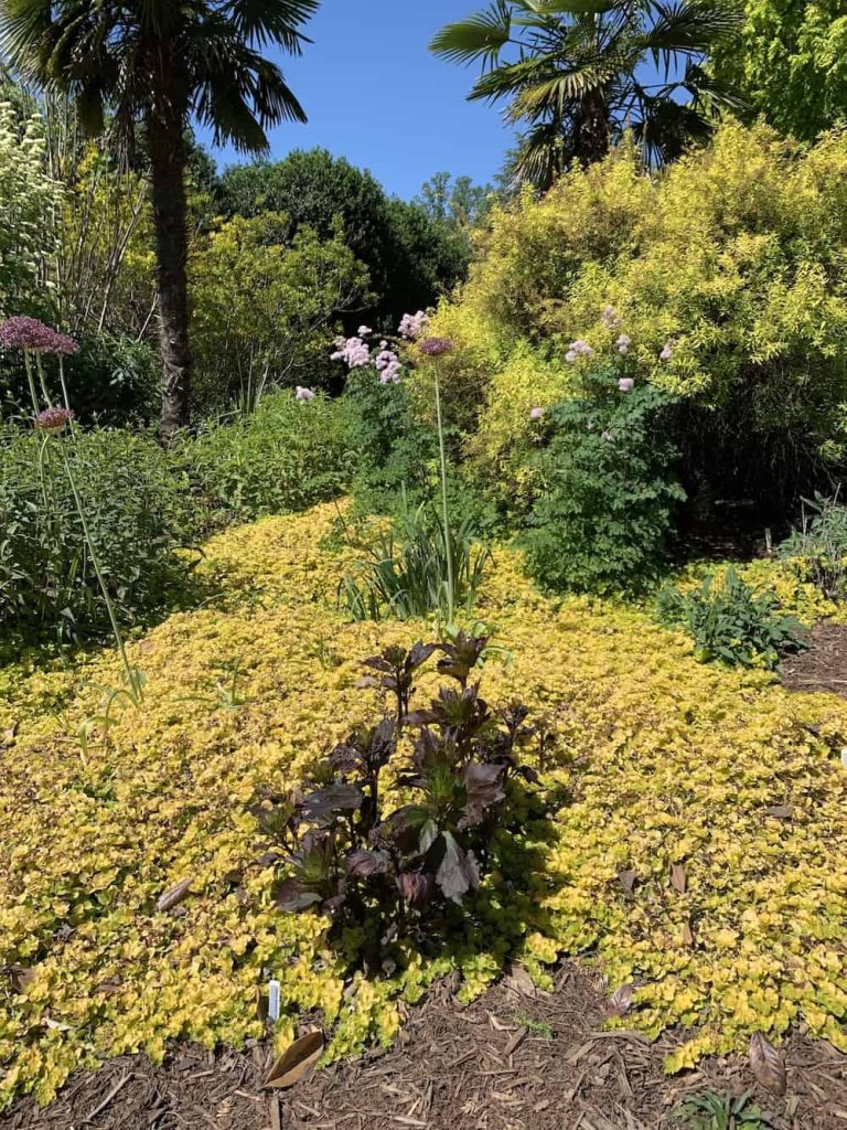 Palm trees, flowers and ground cover at Juniper Level Botanic Garden