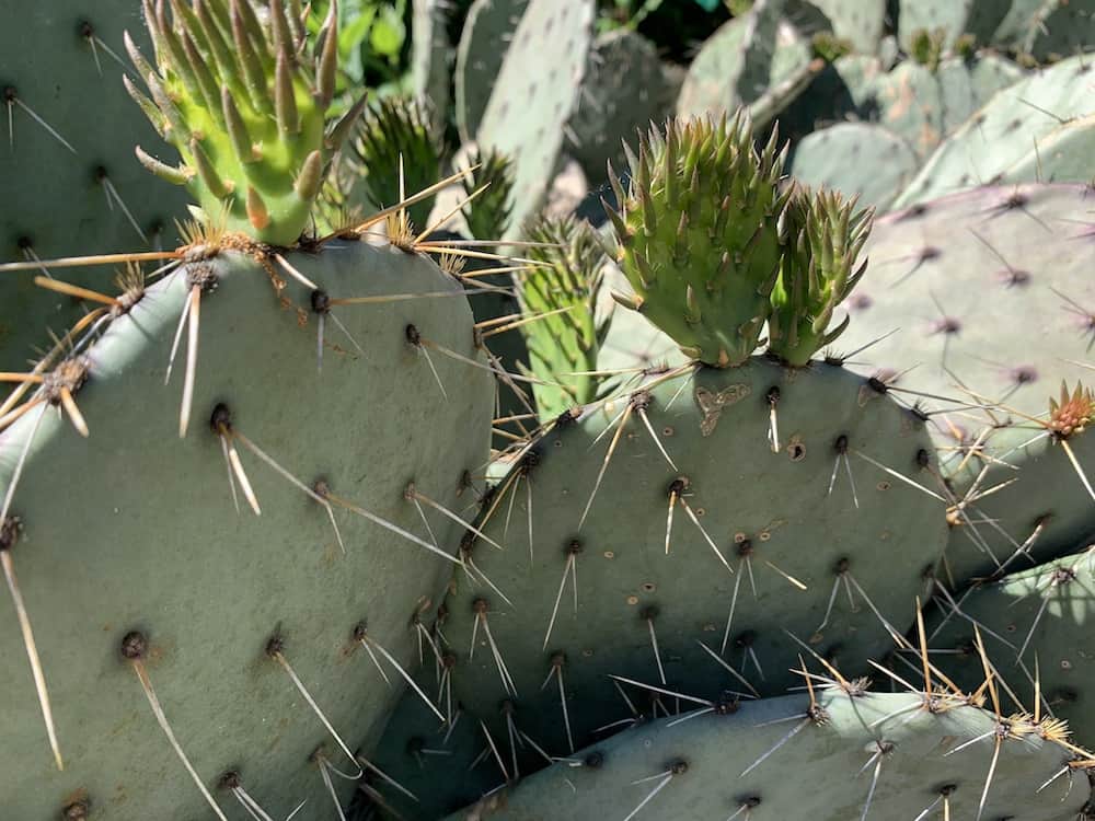 Close-up of cactus at Juniper Level Botanic Garden