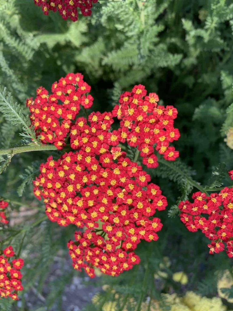 Small red and yellow flowers at Juniper Level Botanic Garden