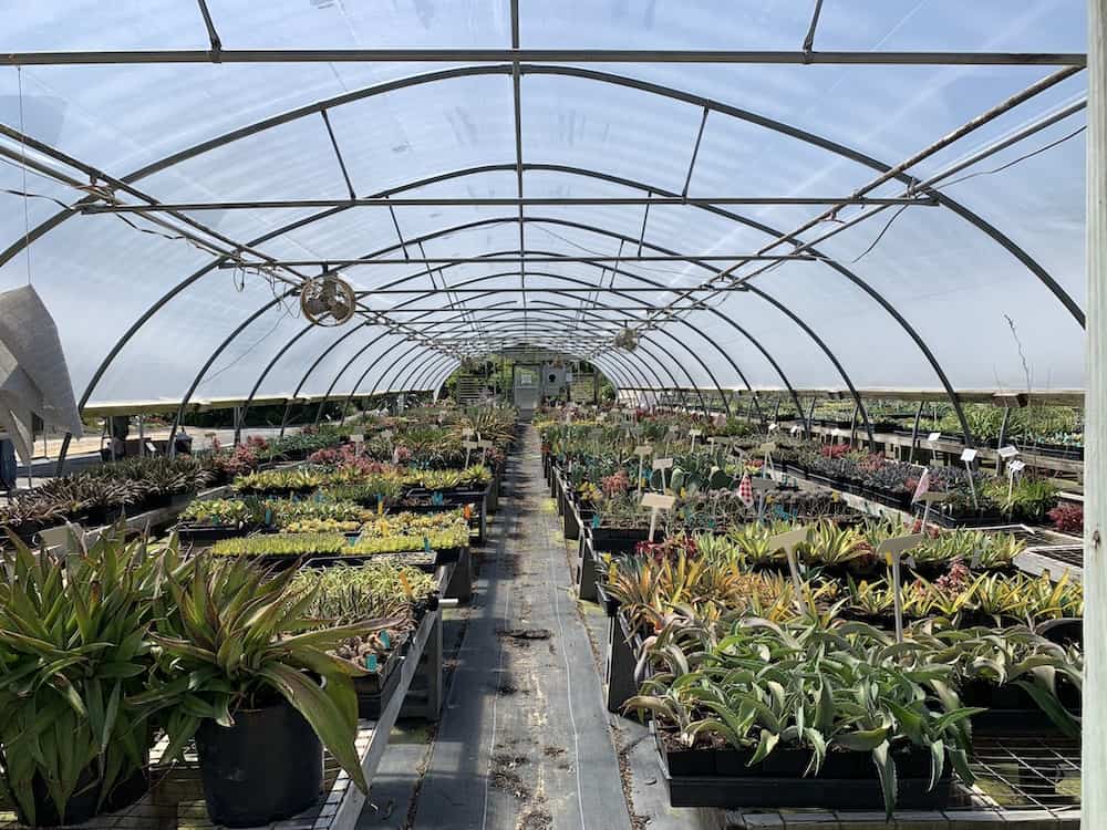 A large greenhouse full of plants at Plant Delights Nursery