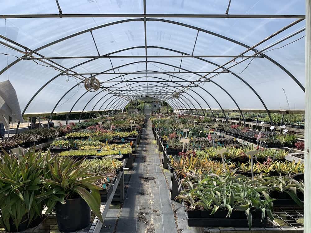 Uforenelig landsby Lydig Last Day Agave Festival + Summer Open Nursery and Garden Days at Plant  Delights Nursery and Juniper Level Botanic Garden - Triangle on the Cheap