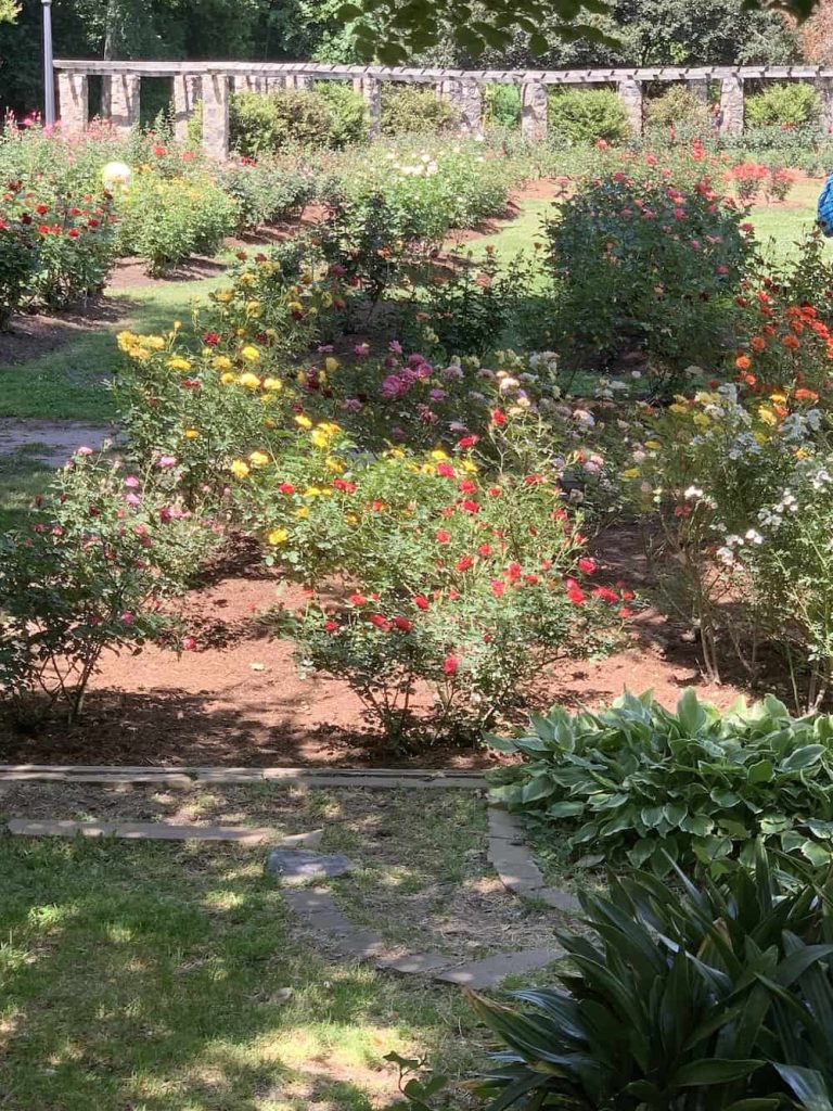Several rose bushes at Raleigh Rose Garden
