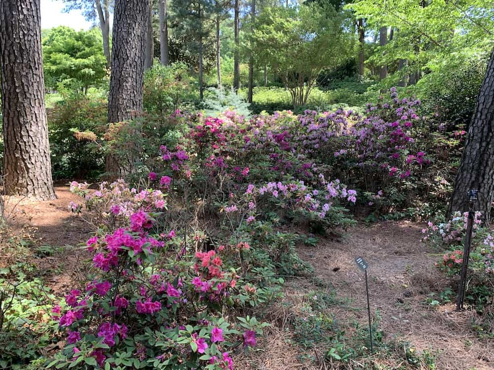 Azaleas blooming in WRAL Azalea Gardens