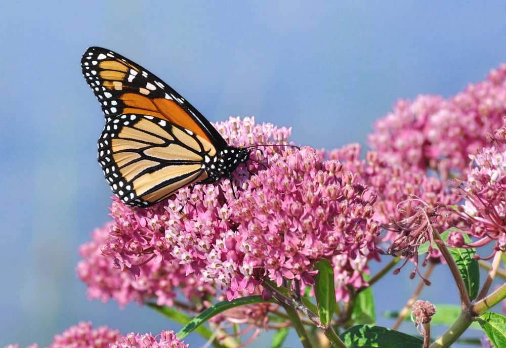 butterfly on milkweed
