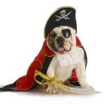 dog in pirate costume