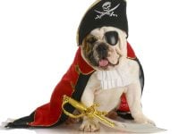 dog in pirate costume