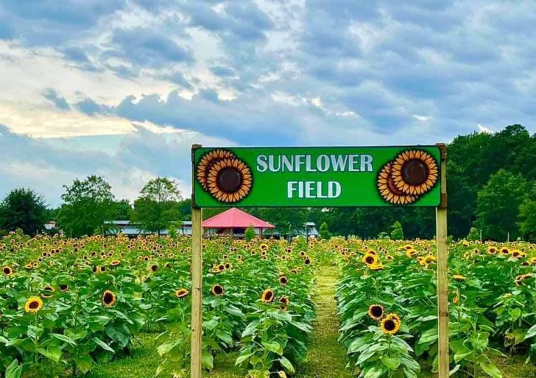Final weekend for sunflowers at Hill Ridge Farms Get a dozen free