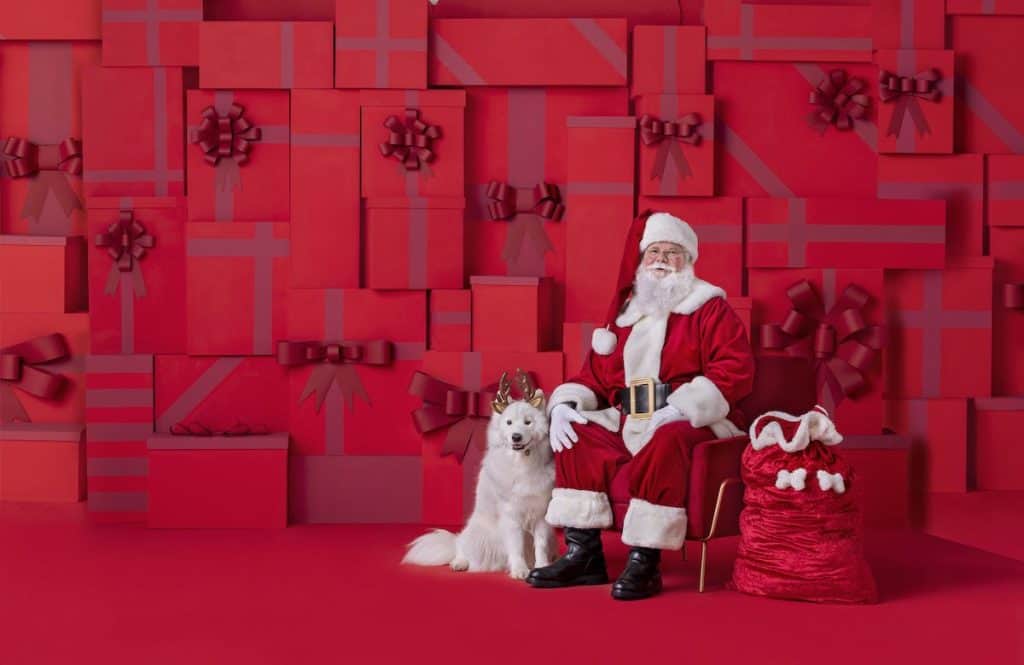 Santa and white dog with antlers and red background for pictures at petsmart