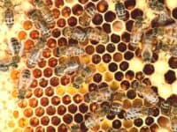 Close-up picture of Honeycomb