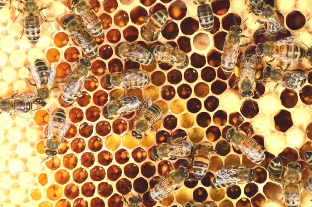 Close-up picture of Honeycomb