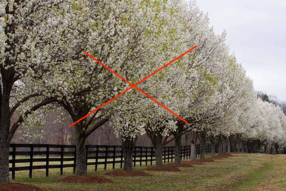 bradford-pear-bounty-in-wake-forest-remove-a-bradford-pear-and-get-a