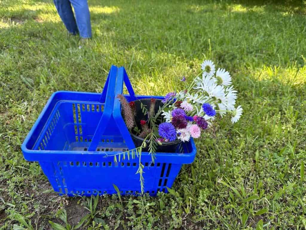 A bucket of cut flowers in a blue basket on a field