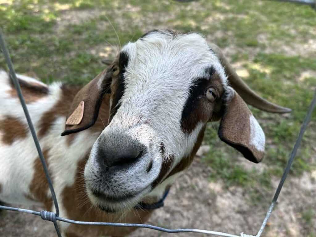 close of up the face of a goat