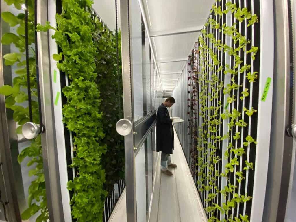 Lettuce growinf in a vertical farm