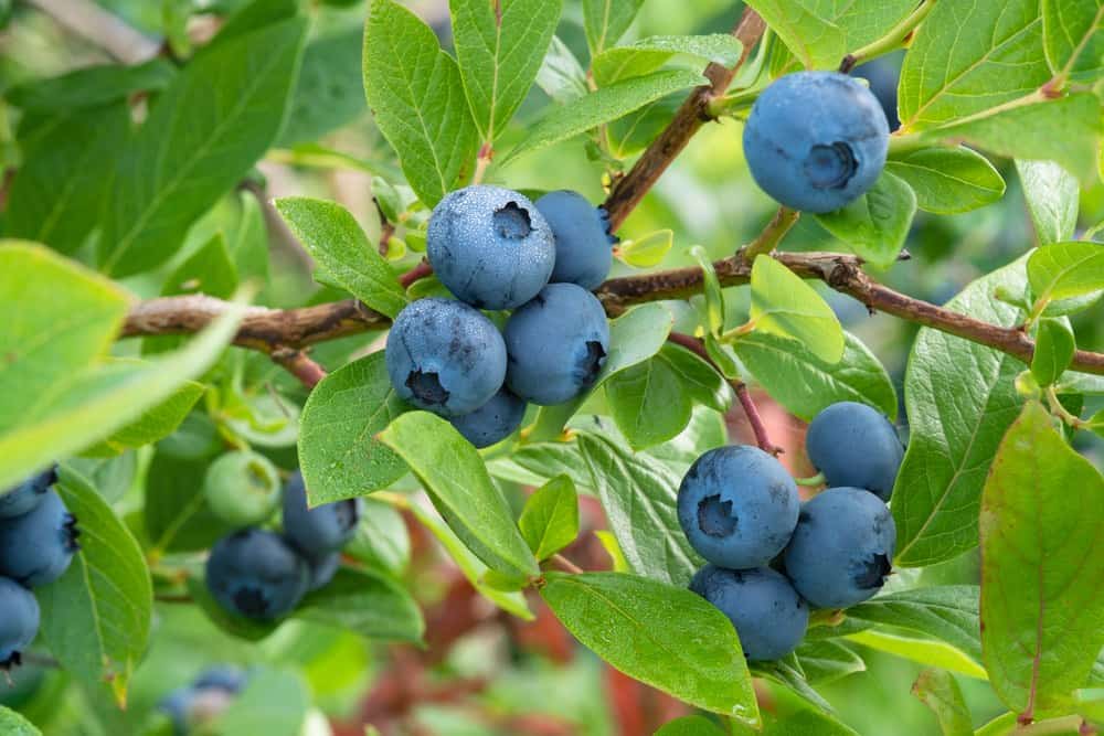 close-up of blueberries on bush