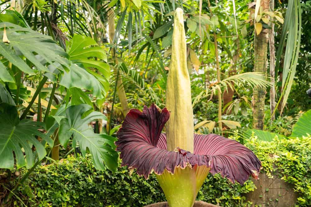 Rare, huge, smelly Corpse Flower about to bloom at Raulston Arboretum ...