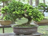 bonsai plant in pot