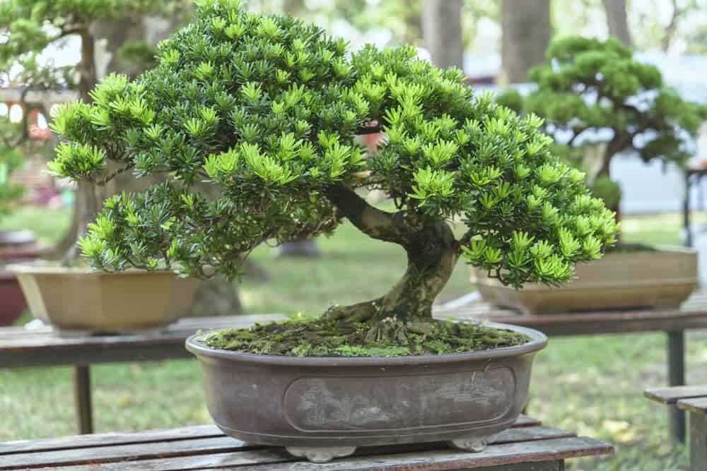 bonsai plant in pot