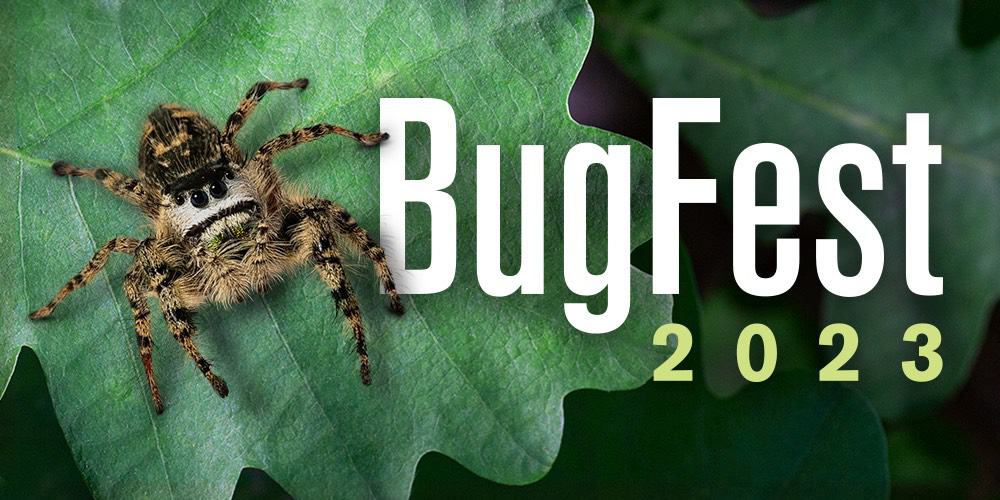 BugFest banner
